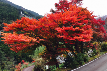 紅葉の祖谷の風景　動画