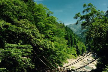 梅雨の祖谷便り