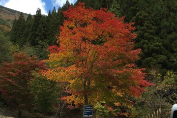 祖谷の紅葉 