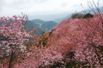 Shikoku to tourism