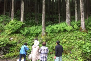 かずら橋 山草園 クマガイソウ群生地