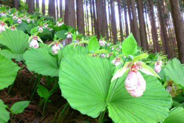 かずら橋山草園　クマガイソウ