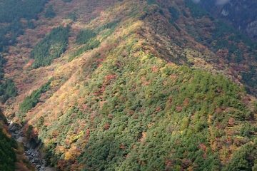 紅葉の祖谷  ひの字渓谷